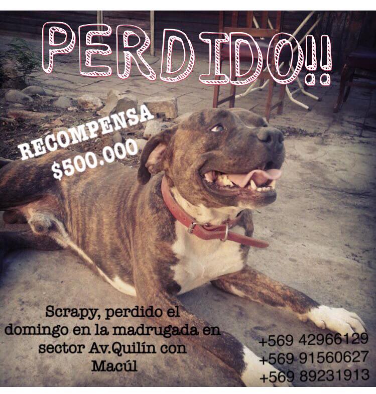 #extraviadosensantiago se perdió en #macul RT para que se reencuentre con su familia