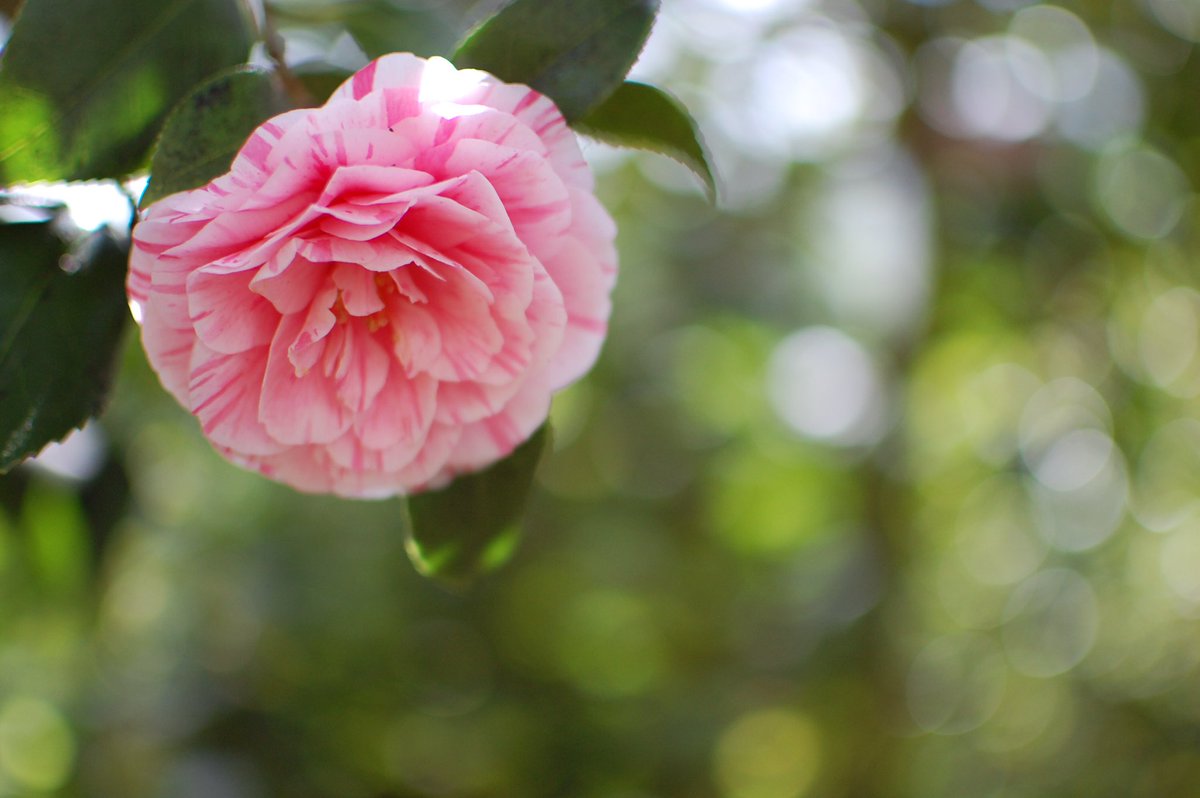 bhphoto's tweet photo. Let's see your best Prime Lens Photograph!
Share with the tag #PrimeLensDay.
(Shot with Nikon 35mm f/1.8) https://t.co/mNTAdmKmNE