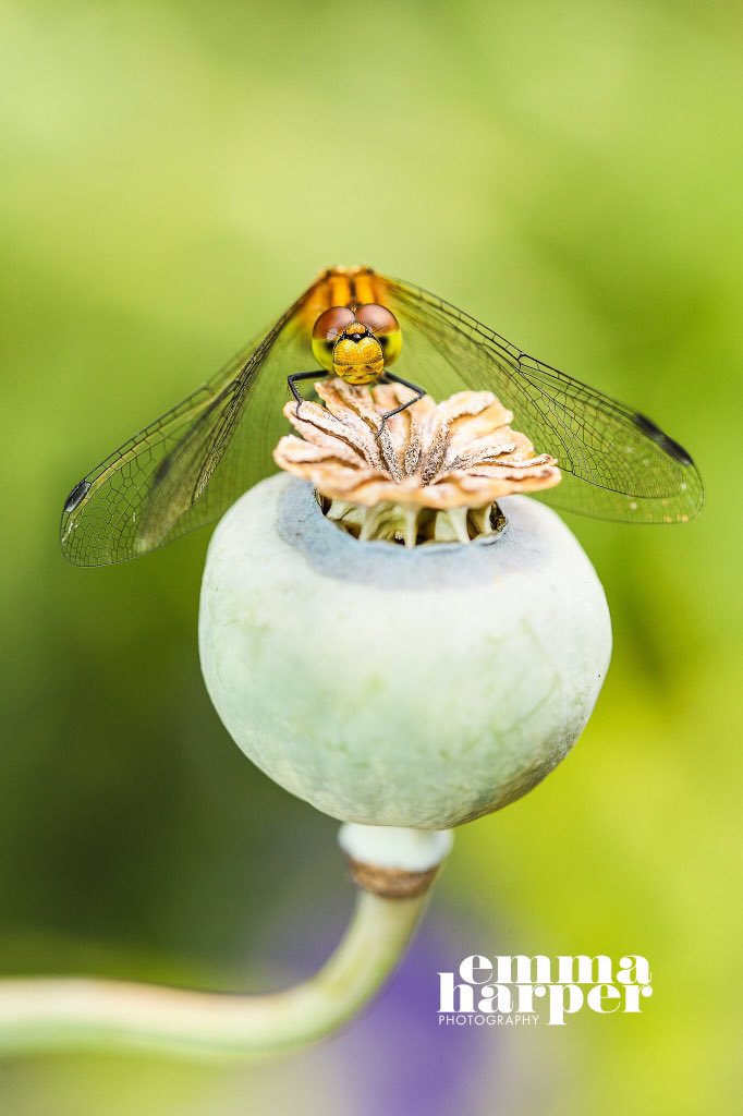 EmmaHarper_Phot's tweet photo. @BHPhotoVideo #PrimeLensDay (Canon EF 100mm f/2.8L IS USM Macro Lens) https://t.co/Fj5JkPT22g