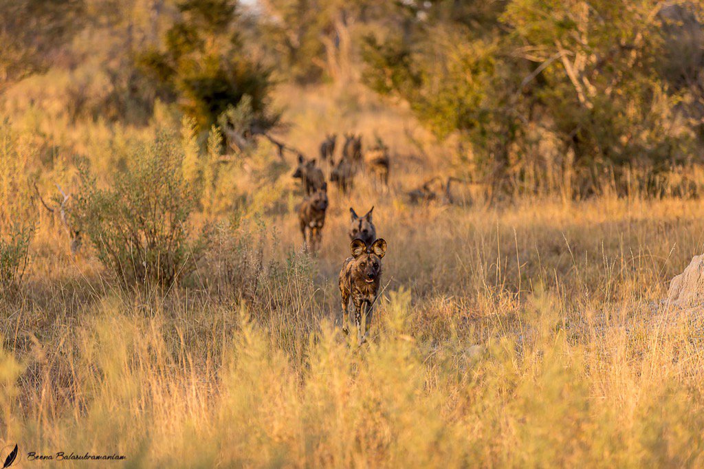 beenabalaphoto's tweet photo. #WildDog #africanpainteddog #endangered #lebala #botswana #2016 #beenabalasubramaniam.com https://t.co/hf04SRkmzd https://t.co/UQKPFRtzhR