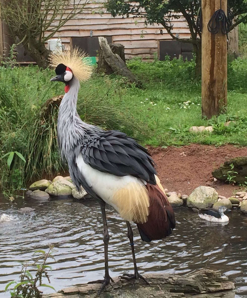 Greenspaced's tweet photo. ...&amp; am officially making the Grey crowned crane my new fave bird. Wow. @WWTMartinMere @WWTworldwide https://t.co/HT5niCvBHA