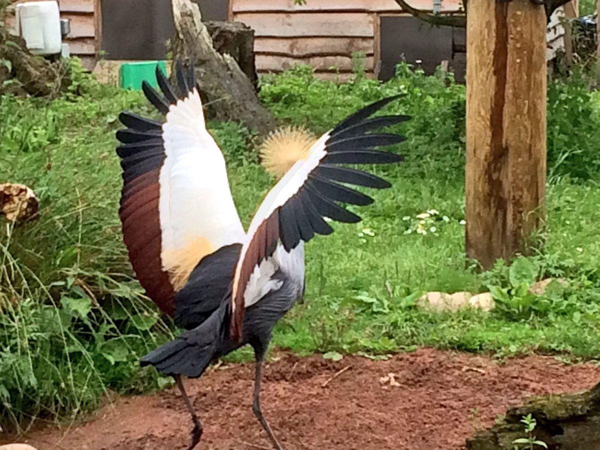 Greenspaced's tweet photo. ...&amp; am officially making the Grey crowned crane my new fave bird. Wow. @WWTMartinMere @WWTworldwide https://t.co/HT5niCvBHA