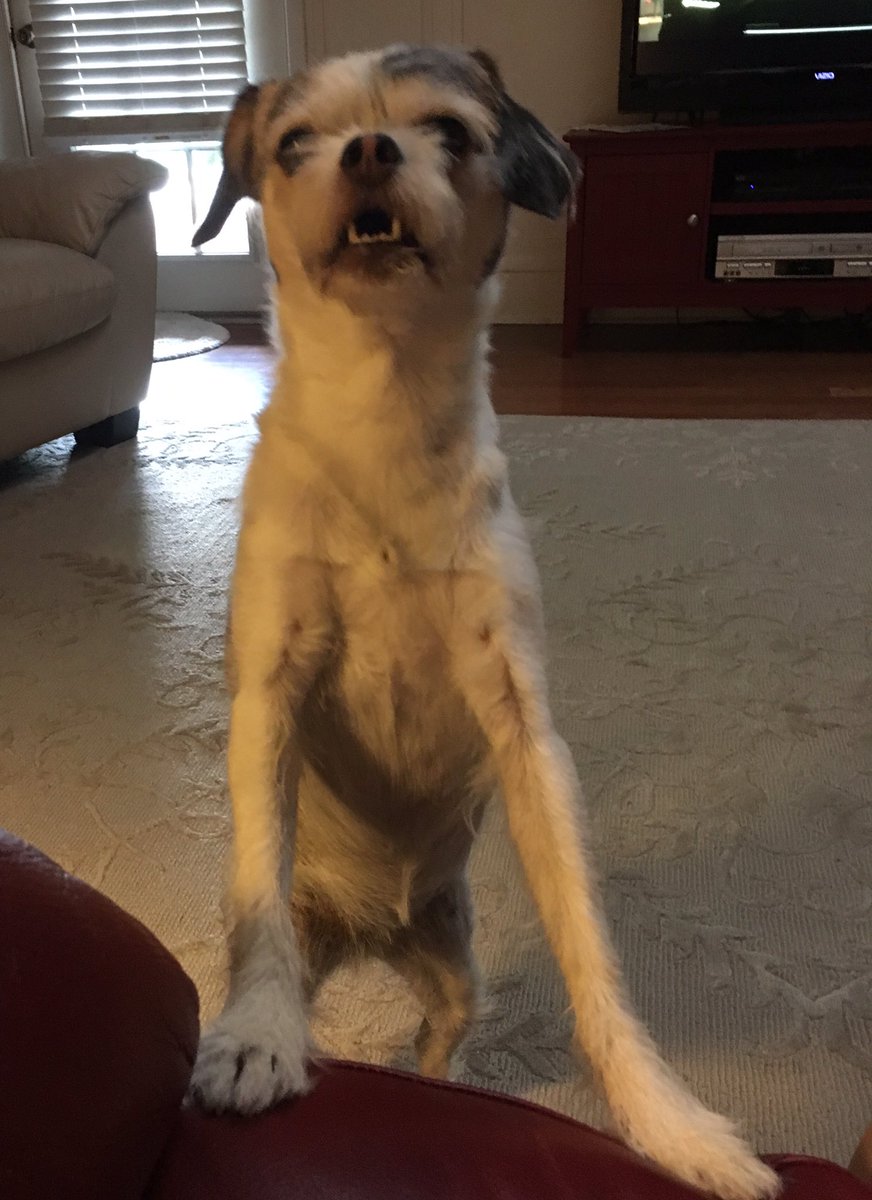 LisaDarkBooks's tweet photo. Think she wants a treat! https://t.co/FkGAr5IGJC