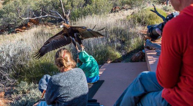 Águia tenta carregar menino em parque na Austrália. Veja sequência de fotos glo.bo/29BtyTA