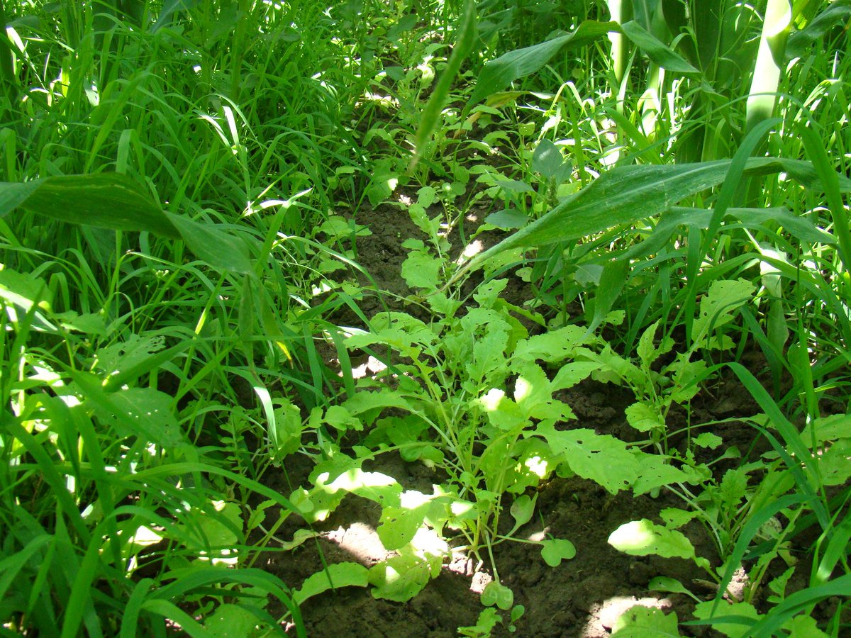 DiscoveryFarms's tweet image. Did some #interseeding with a #notill drill on 6/23, here the crimson clover, radish and winter rye is on 7/11