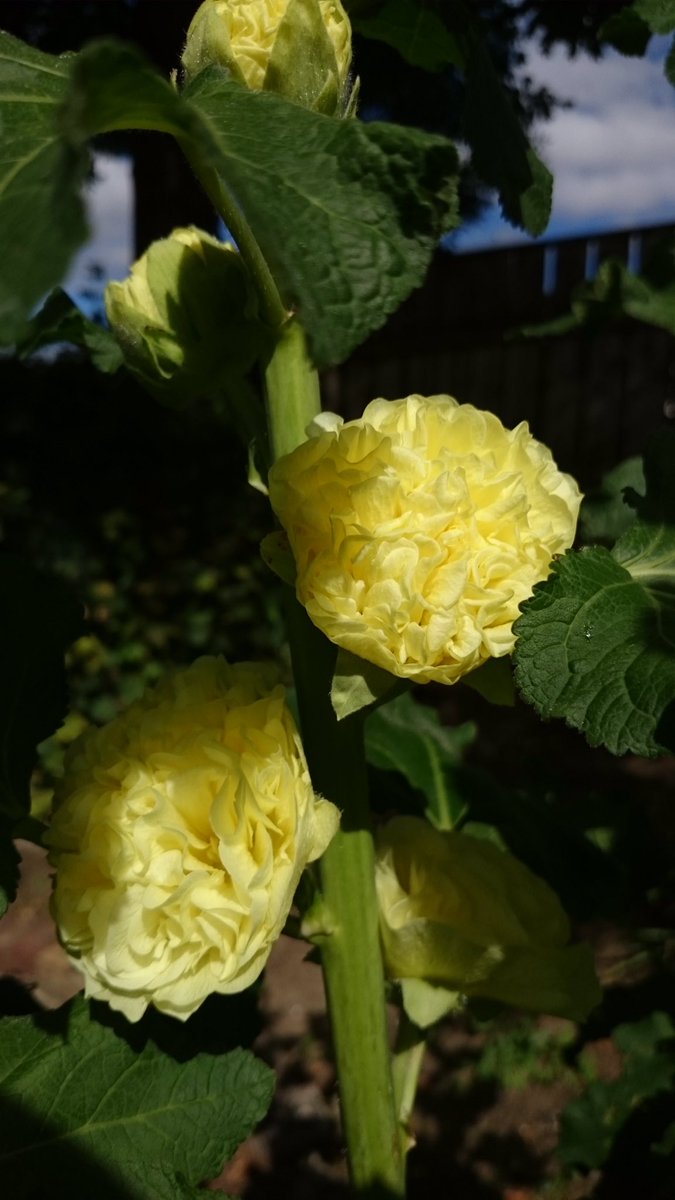 ethanol_ethh's tweet photo. @dale_dixon #YellowFlower #TeasingGeorgiaRose #Hollyhock #Primrose https://t.co/wi4xL5PGIH