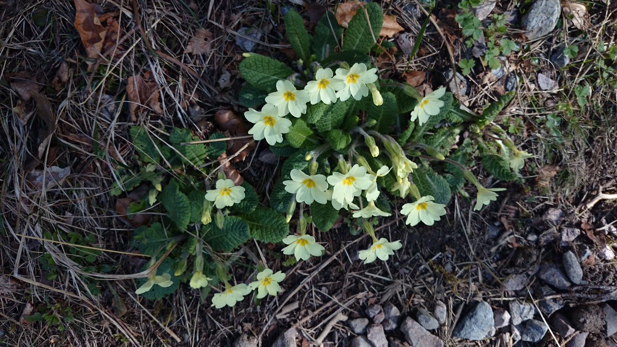 ethanol_ethh's tweet photo. @dale_dixon #YellowFlower #TeasingGeorgiaRose #Hollyhock #Primrose https://t.co/wi4xL5PGIH