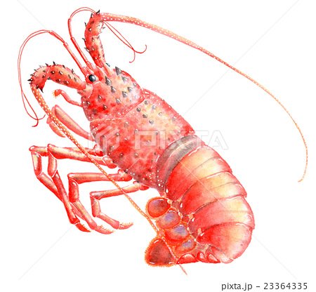 美しい花の画像 ぜいたく伊勢エビ イラスト 美しい花の画像 ぜいたく伊勢エビ イラスト