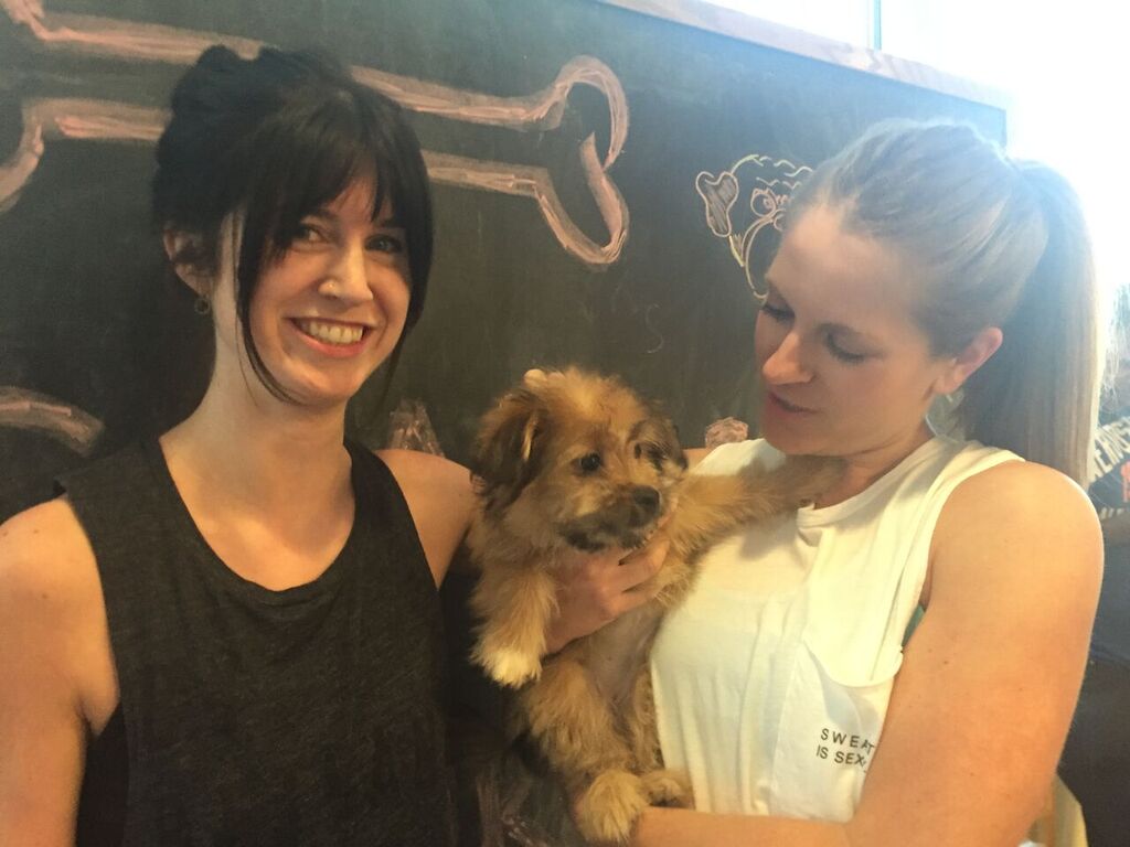 Shape_Magazine's tweet photo. An office #PlankChallenge is way better with puppies. Proof on our #FacebookLive https://t.co/aNHduMjxMG https://t.co/6Fp2QairCA