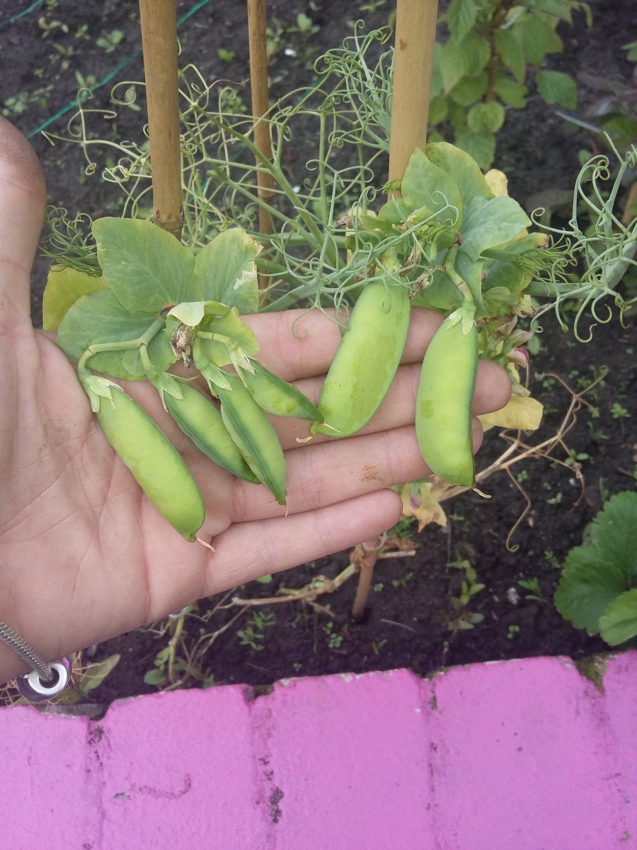 Juicedelight's tweet photo. #growyourown #allnatural #getonplan #jpaddict #Serenity #LNGlifestyle https://t.co/tkvfEQ7j1M