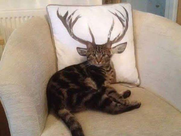 Meow is the Fury. #GameofThrones #Baratheon