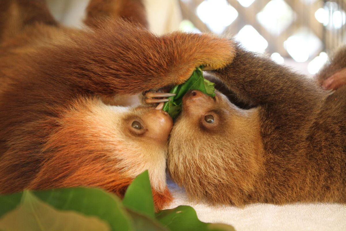 AdoptASloth's tweet photo. Smile because Sloths https://t.co/VKaJ8BsFJ9