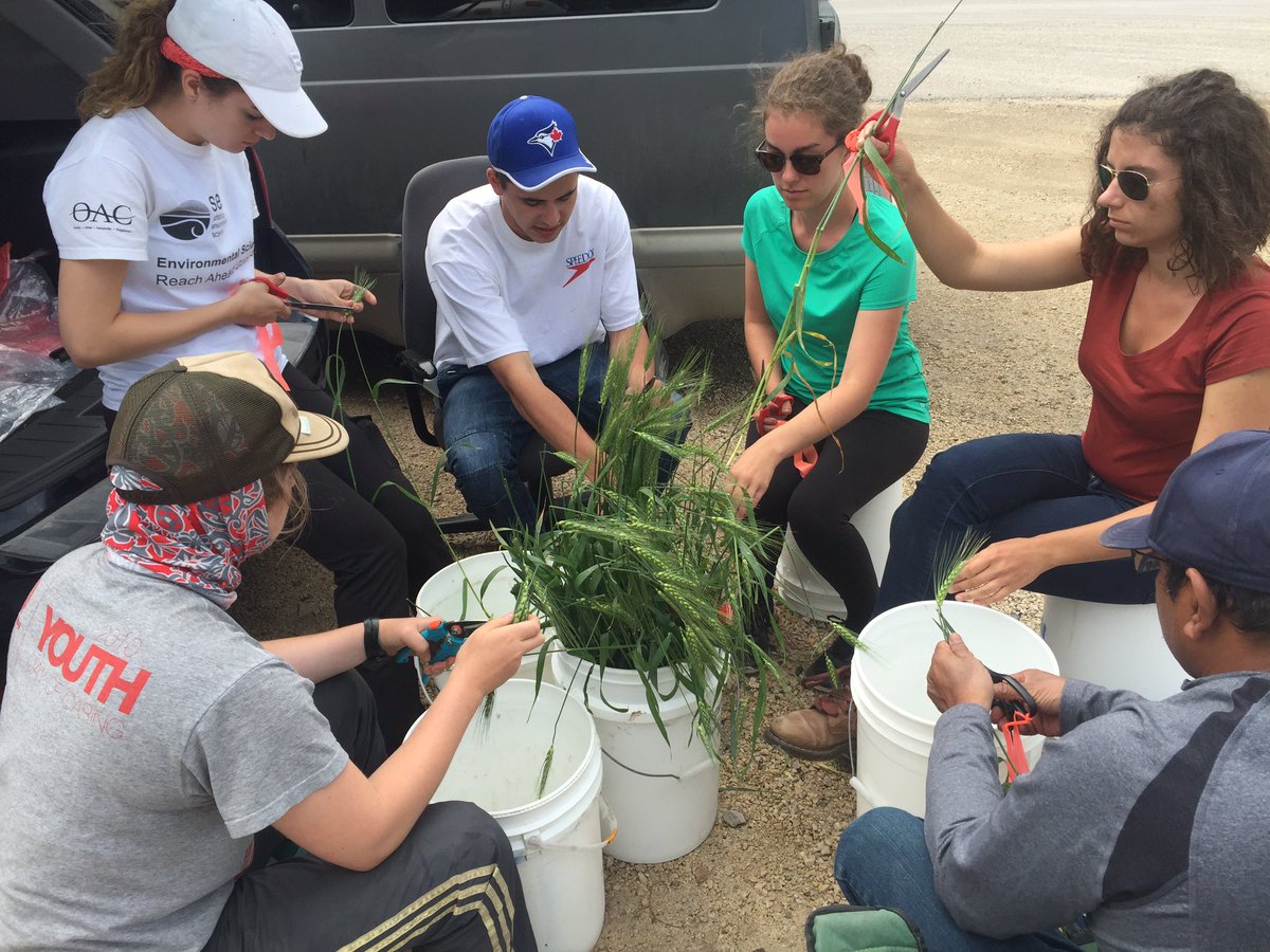 SMAPVEX16_MB's tweet photo. Working together to get wheat samples partitioned before a second rainstorm comes #teamstudents #soilmoisture https://t.co/T9lMDZtea6