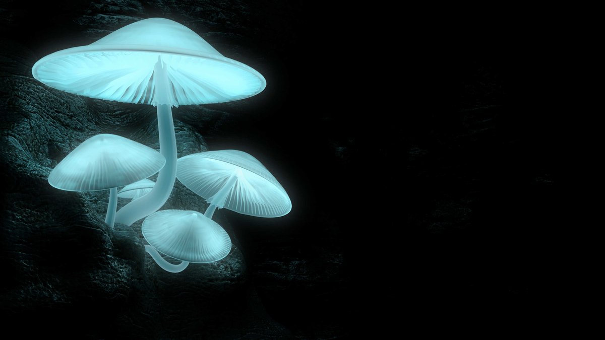 A Cluster of Glowing Mushrooms I created in Blender.
#glowingmushrooms #wallpaper #blender #cave