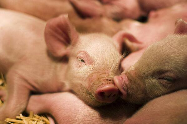 AnimalEquality's tweet image. Good night everyone! 

📷: Pigs will often sleep nose to nose with their closest friends. 🐽