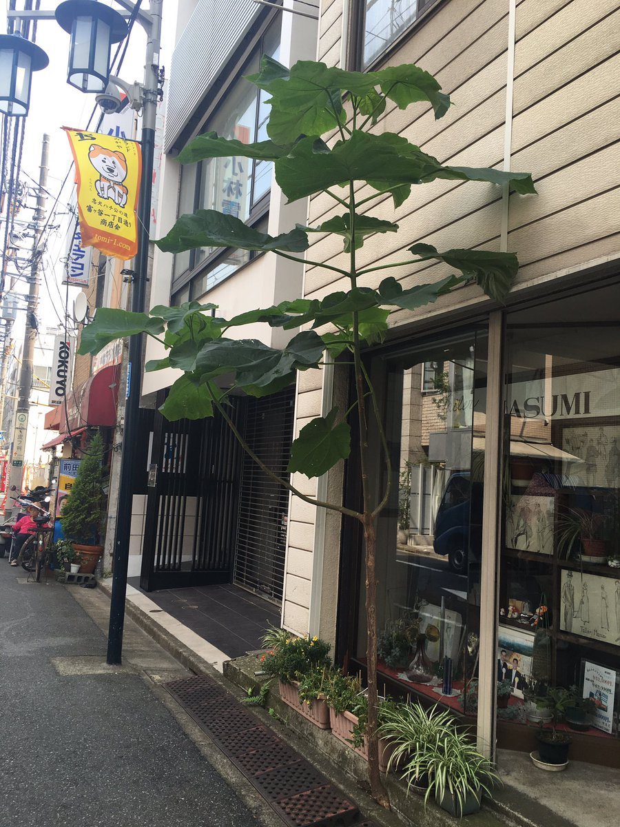 ひぞっこ 在 Twitter 上 Coomikan これ 桐の幼木みたいなので 雑草ではなく りっぱな樹木です ゞ ストリートビューを元に これまでの成長を辿ってみました 落葉樹なので冬場は完全に葉を落とし 春から夏にかけてグンと伸びてるのがわかります T Co