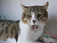 キャットミミック tweet media