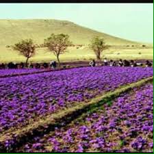 maghrebiavoice's tweet photo. رحلة  إلى بلدة تالوين في #المغرب حيث أكبر مساحات مزروعة بالزعفران  #ماذا_تعرف_عن_المغرب #onlyinmorocco  #morocco 🇲🇦👌 https://t.co/54xyzpJk3m