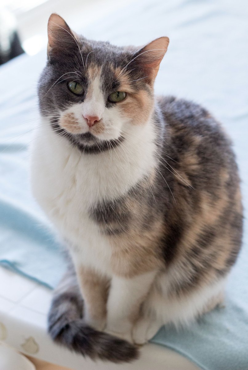 Dilute #calico Candy is as sweet as her name. She's adoptable! #CatRescue #CatsOfTwitter #AdoptDontShop #cute #kitty