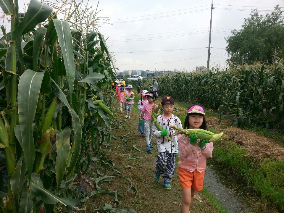 dolmaks's tweet image. #성남시 성남시민농원 농사체험장 '맛있는 옥수수따기 체험' 오늘 7/13일~7/19일까지 5일간 옥수수따기 체험을 진행합니다.