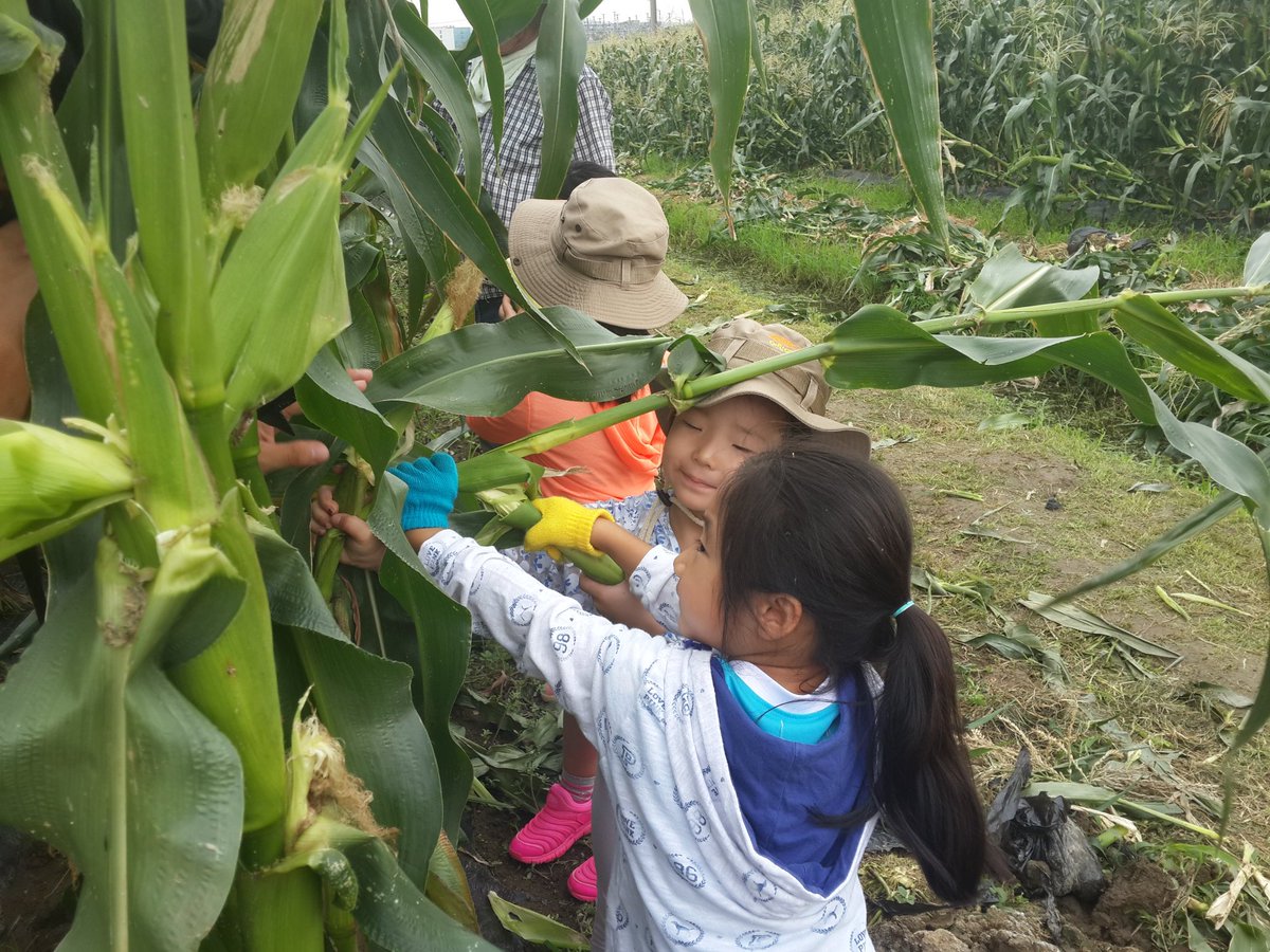 dolmaks's tweet image. #성남시 성남시민농원 농사체험장 '맛있는 옥수수따기 체험' 오늘 7/13일~7/19일까지 5일간 옥수수따기 체험을 진행합니다.