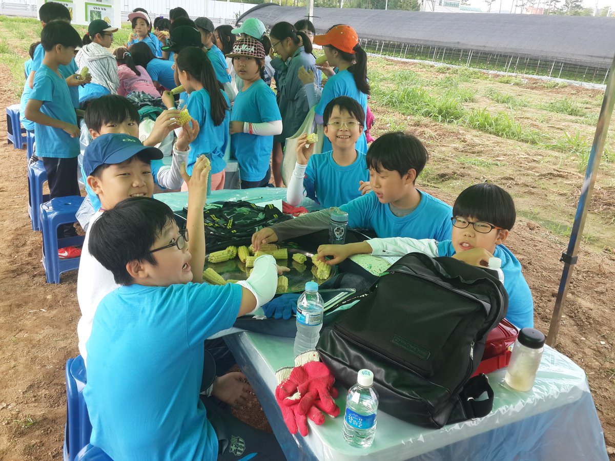 dolmaks's tweet image. #성남시 성남시민농원 농사체험장 '맛있는 옥수수따기 체험' 오늘 7/13일~7/19일까지 5일간 옥수수따기 체험을 진행합니다.