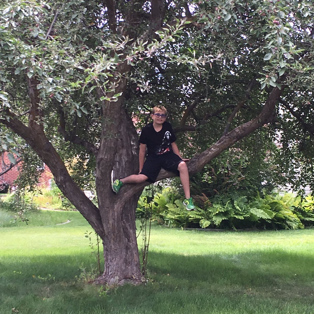 ugringreg's tweet photo. When's the last time you climbed a tree? Grey Ugrin https://t.co/XADF3jl5i4