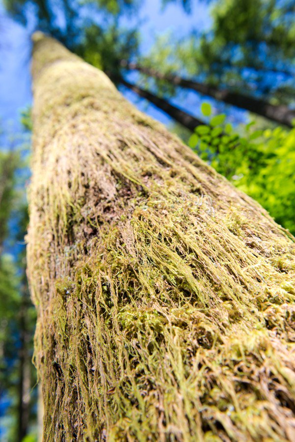 JasonHeritage's tweet photo. Tree Moss – Rattlesnake Ledge, Washington https://t.co/Zth6gfwCWi https://t.co/r2hIg2PPvY