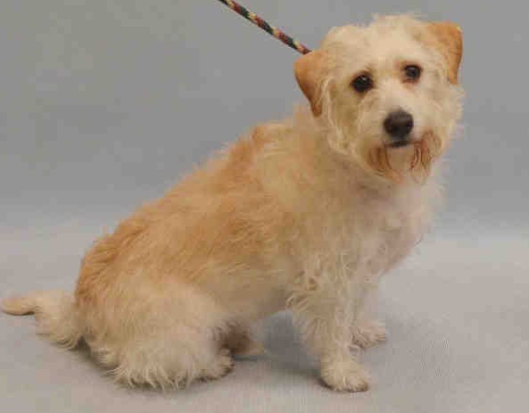 ruthmen's tweet photo. RESCUE🆘2BKILLED 7/13🆘 #NYC #DOGS 2B #RESCUE #FOSTER #PLEDGE https://t.co/oY8I3FXN8R @Gdad1 @jewelofark @loridowney3 https://t.co/gQbE1UPw7t