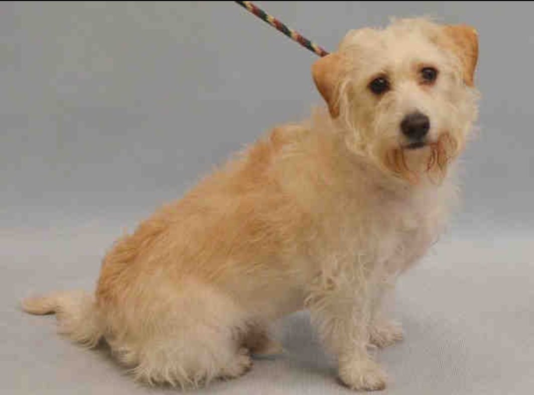 ruthmen's tweet photo. RESCUE🆘2BKILLED 7/13🆘 #NYC #DOGS 2B #RESCUE #FOSTER #PLEDGE https://t.co/oY8I3FXN8R @Gdad1 @jewelofark @loridowney3 https://t.co/gQbE1UPw7t
