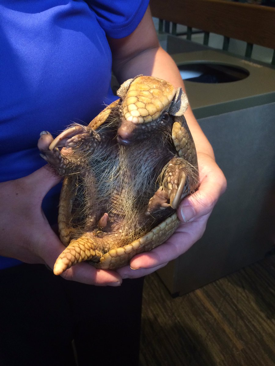 jollyho81's tweet photo. Pet armadillo? #yproots https://t.co/EBOOc0zgHg