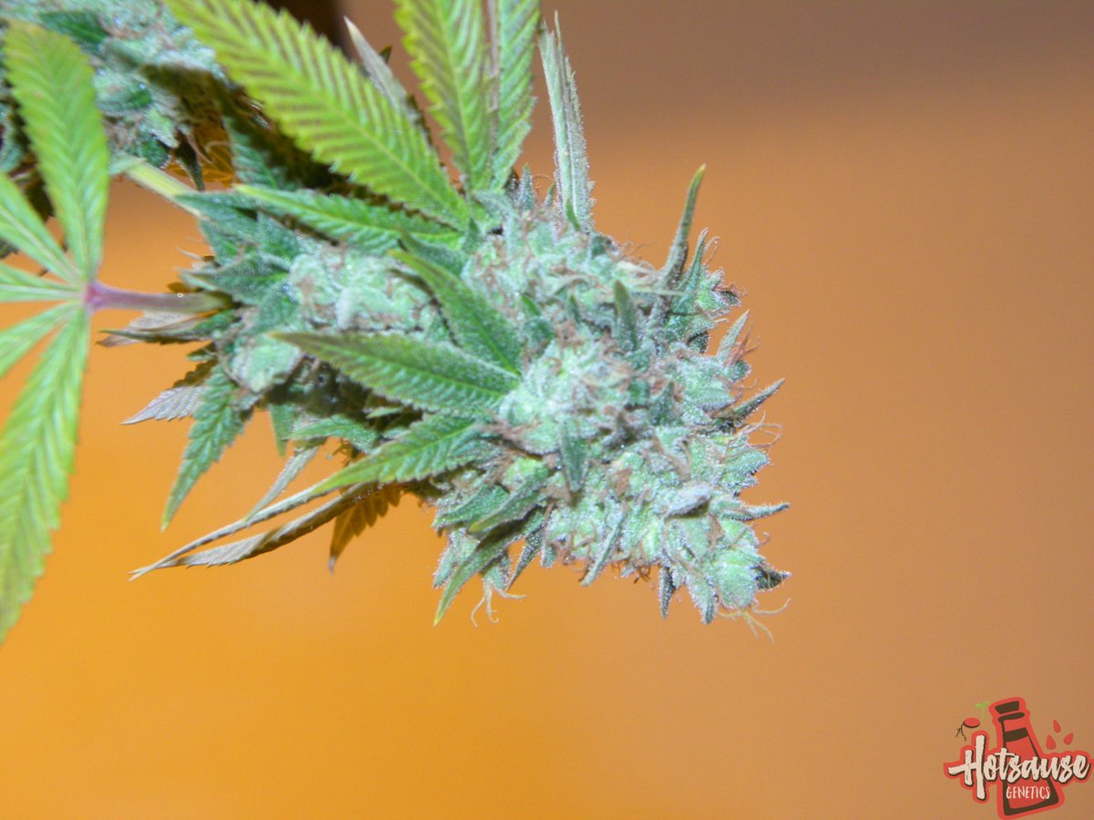 Hotsause420's tweet photo. Triangle Kush Or Ghost OG?? #CantRemember #Hotsausegenetics #Coloradogrown https://t.co/dDW8TMTGKf