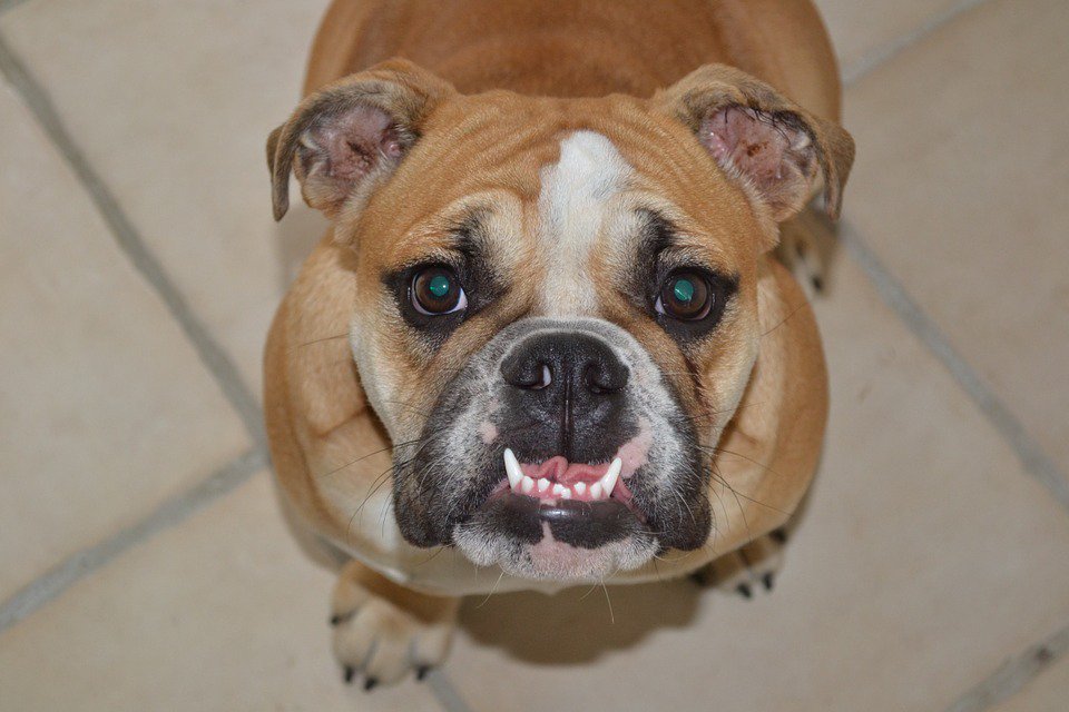 BulliePost's tweet image. Make sure your #bulldog #furbaby has a clean bill of health when it comes to their teeth - bit.ly/29uzNqN
