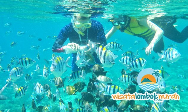 wisataonline's tweet photo. Ini Dia Objek Wisata Lombok Yang Harus Anda Kunjungi
>> https://t.co/zRCQLwpjuf

#wisatalombok #paketwisatalombok https://t.co/LiAgwqtymZ