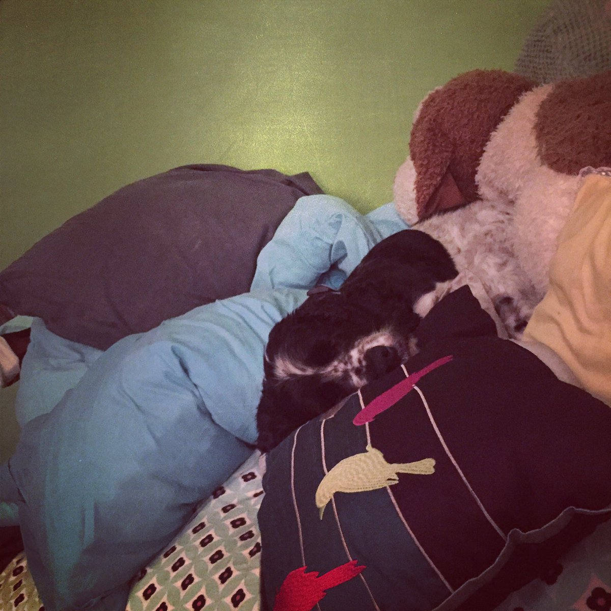 My dog is in pillow heaven right now #pillowland #nowakeuptime #professionalsnuggler