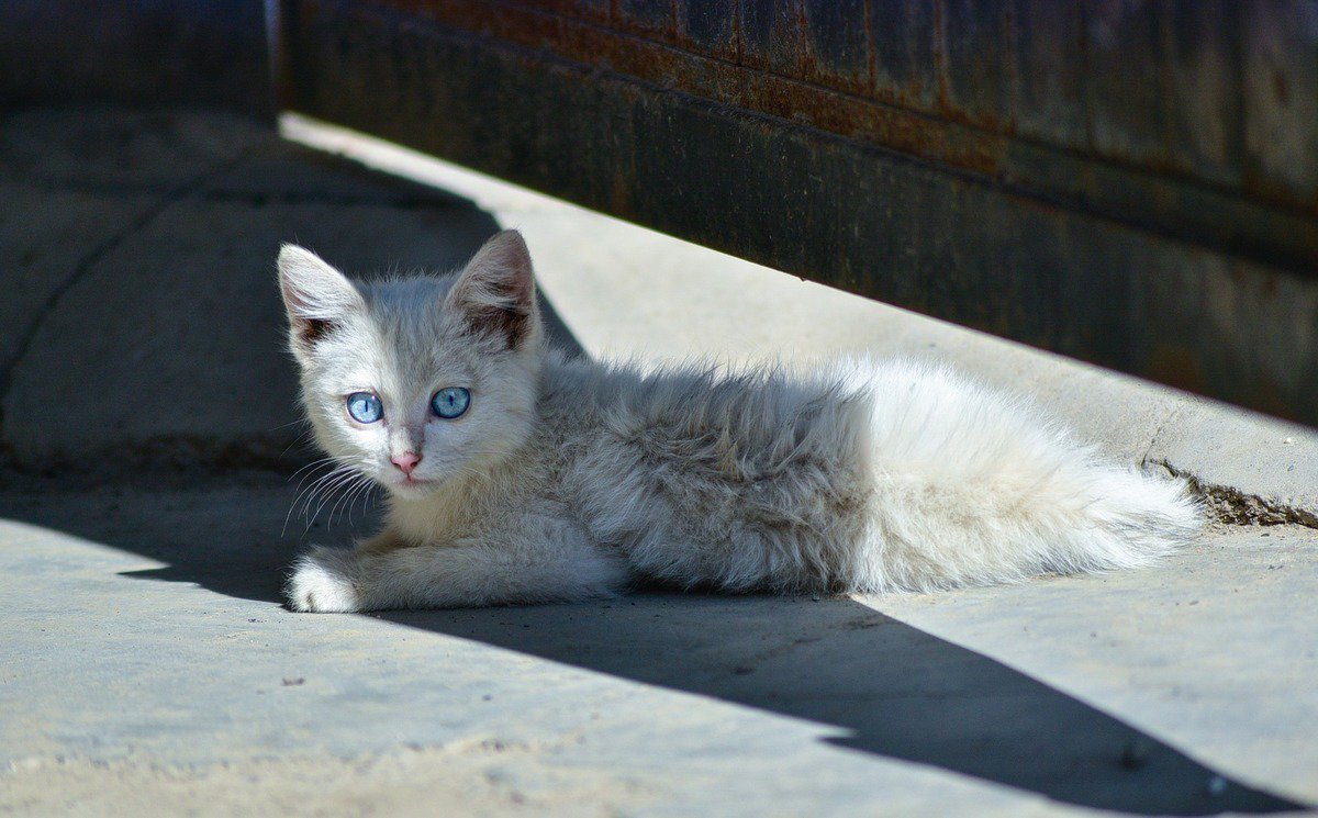 Уличный котенок