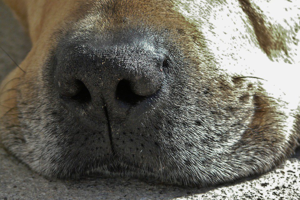 BulliePost's tweet image. Will your #bulldog suffer from one of these nose issues in their life?
- bit.ly/29w7mp8 - keep them healthy