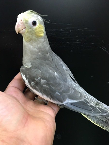 O Xrhsths バードショップ ナガシン 埼玉川口 Sto Twitter ナガシンブリード手乗りオカメインコ1人餌 パステルフェイスノーマル Faです 体重も1g ある大きい子です おそらく男の子です インコ オカメインコ T Co Obzj6rcmcd オカメインコ ひ O Xrhsths バードショップ ナガシン 埼玉川口 Sto Twitter ナガシンブリード手乗りオカメインコ1人餌 パステルフェイスノーマル Faです 体重も1g ある大きい子です おそらく男の子です インコ オカメインコ T Co Obzj6rcmcd オカメインコ ひ