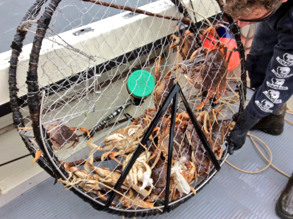 MacksCharters's tweet image. #Crabfest #Crab #britishcolumbia
