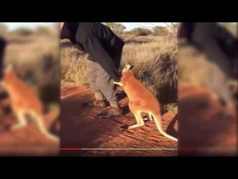 viralnova2015's tweet photo. Baby kangaroo clinging to his caretaker - https://t.co/lPZ3XjxzNx https://t.co/w72tWhu9yw