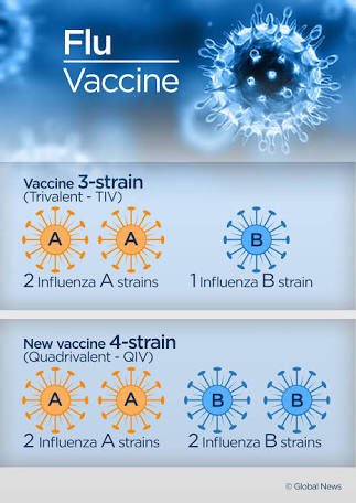 ARG_RITM's tweet photo. What is the difference between TRIVALENT and QUADRIVALENT #flu vaccines? https://t.co/YNmgdtxofd