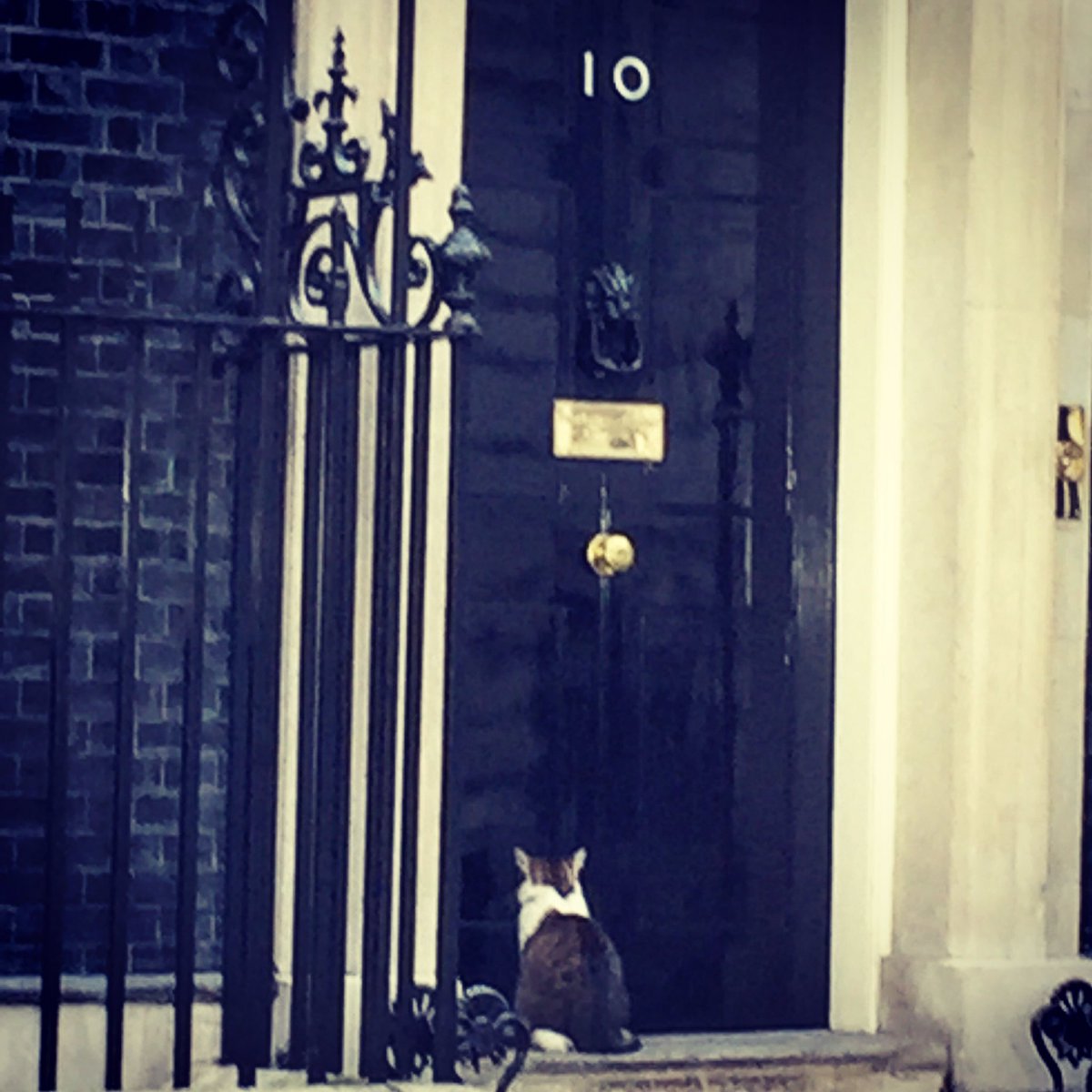 Larry the No10 cat will be one of today's survivors - as the Camerons move out, he's staying with new PM Theresa May