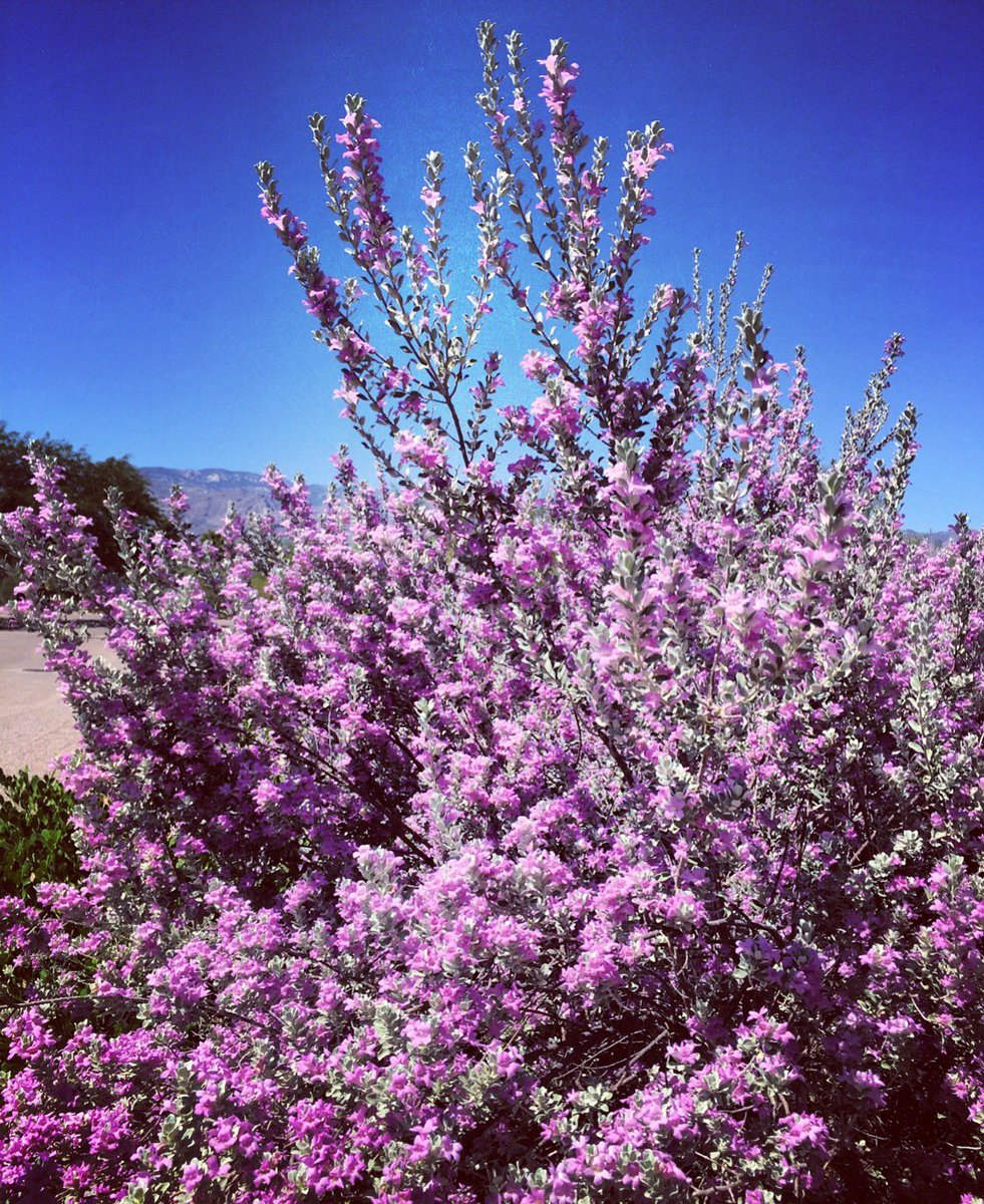 totallytucson's tweet photo. Like purple? Get used to it. Blooming all over #Tucson since Friday. Called #TexasSage I call it #highdesertpassion https://t.co/epWENJfa9C