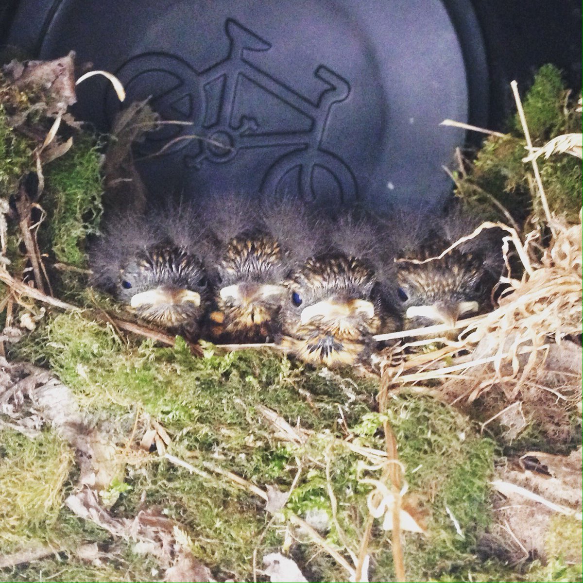 SandemanEvents's tweet image. Little chicks nesting in our office bike rack - they know where the party's at! #chicks #robins