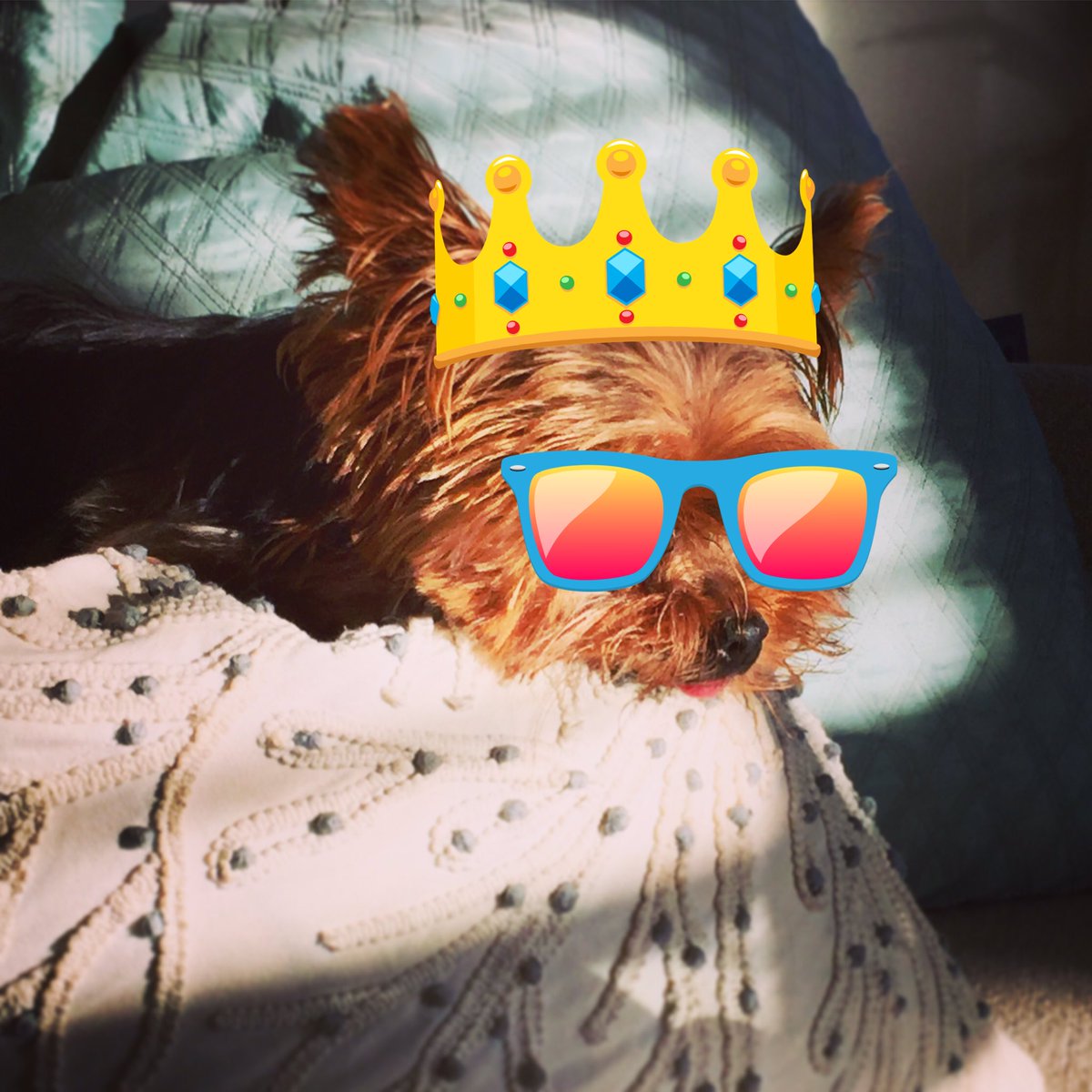 Gingerita tweet media