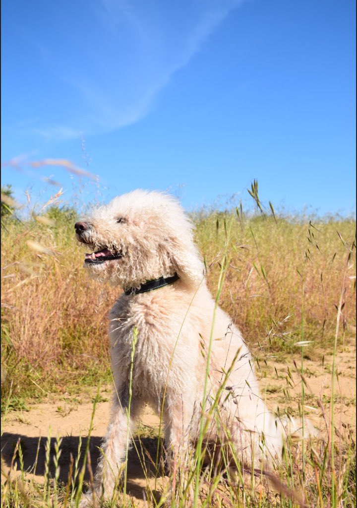 A day without a smile is a day wasted! Keep smiling😄
#dogsoftwitter #dog #hund #doglover #pfoteundhuf #wednesday