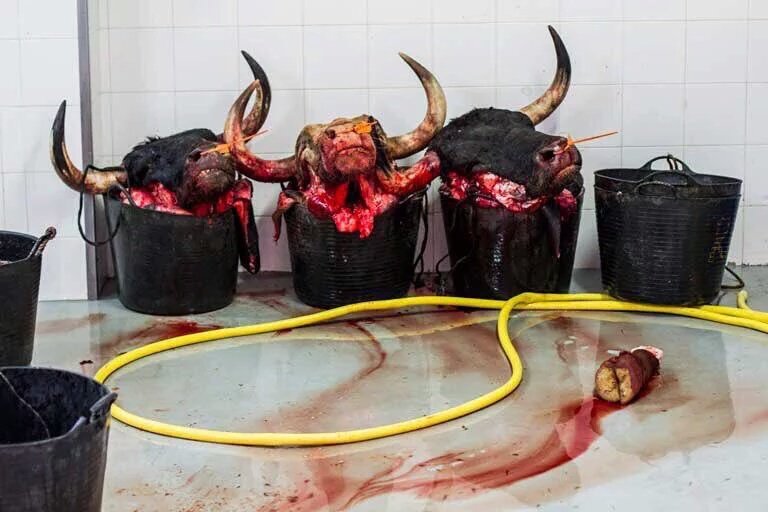 Mañana acaban los San Fermines.
Y aparte de los deleznables abusos sexuales, dejan este rastro sangre y muerte
#Asco