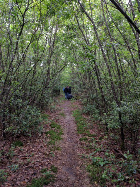 voyagerestate's tweet image. Hugging a 'mother' of the #Troncais birth year c.1640 ^TL