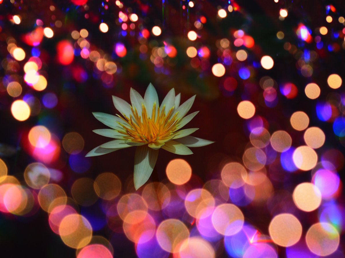 Yaeck 睡蓮との多重露光 花は多重露光やり易い 写真好きな人と繋がりたい 花写っと 多重露光 多重露出 Coregraphy Photography Olympuspen Yaeck 睡蓮との多重露光 花は多重露光やり易い 写真好きな人と繋がりたい 花写っと 多重露光 多重露出 Coregraphy Photography Olympuspen