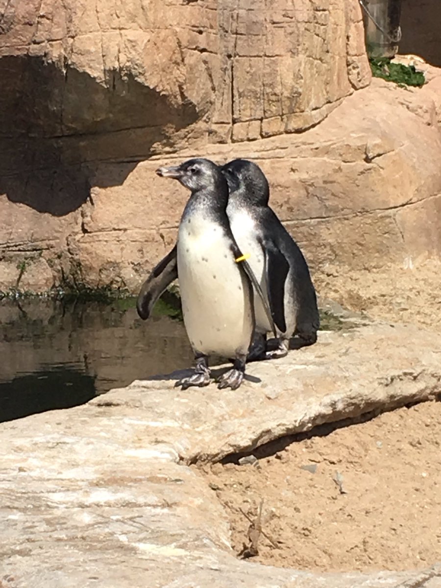 #kidsprooftip De babypinguïns zijn naar buiten en zwemmen! De "kleintjes" wegen inmiddels 4 kilo.  @SEALIFENL
